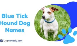 Blue Tick Hound Dog Names