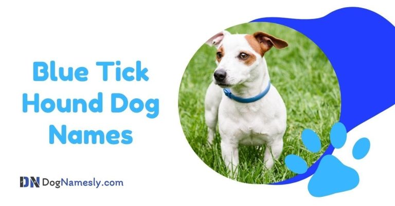 Read more about the article Blue Tick Hound Dog Names