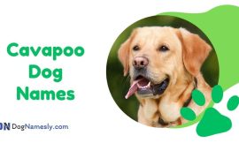 Cavapoo Dog Names