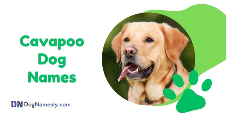 Read more about the article Cavapoo Dog Names