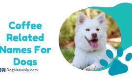 Coffee Related Names For Dogs