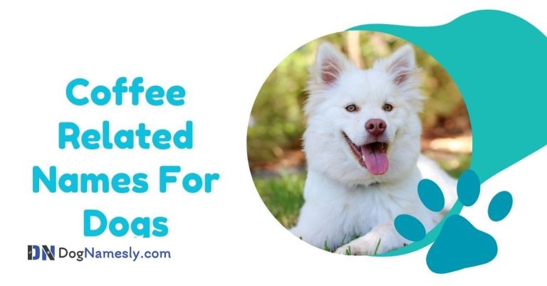 Read more about the article Coffee Related Names For Dogs