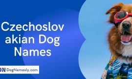 Czechoslovakian Dog Names