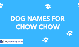 Dog Names For Chow Chow