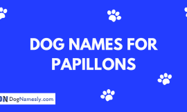 Dog Names For Papillons