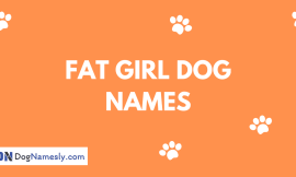 Fat Girl Dog Names