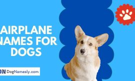 Airplane Names For Dogs