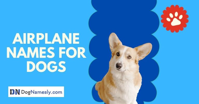 Read more about the article Airplane Names For Dogs