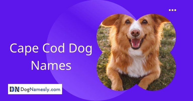 Read more about the article Cape Cod Dog Names