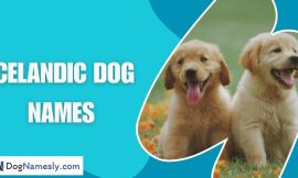 Icelandic Dog Names