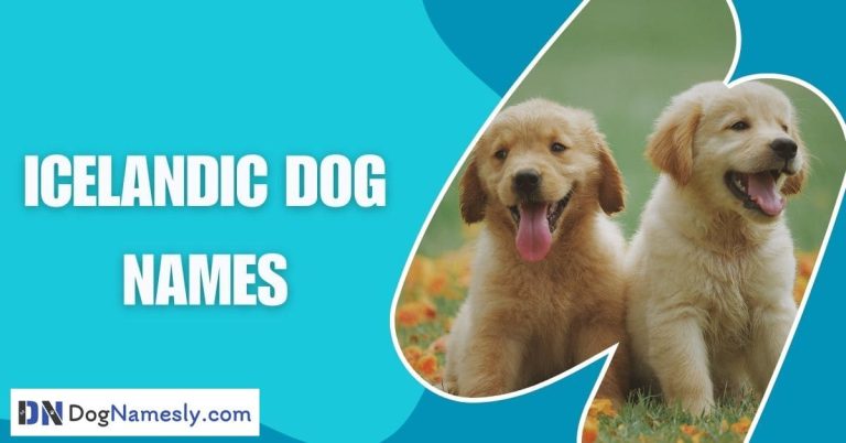 Read more about the article Icelandic Dog Names