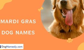 Mardi Gras Dog Names