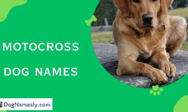 Motocross Dog Names