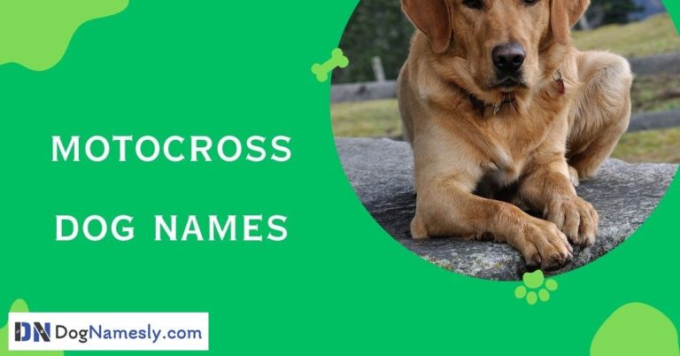 Read more about the article Motocross Dog Names