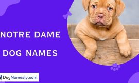 Notre Dame Dog Names