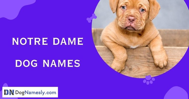 Read more about the article Notre Dame Dog Names