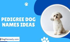 Pedigree Dog Names Ideas