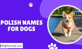 Polish Names For Dogs