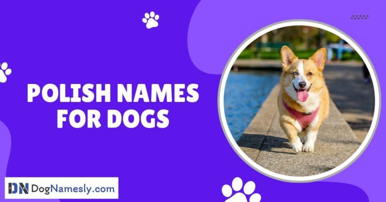 Read more about the article Polish Names For Dogs