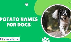 Potato Names For Dogs