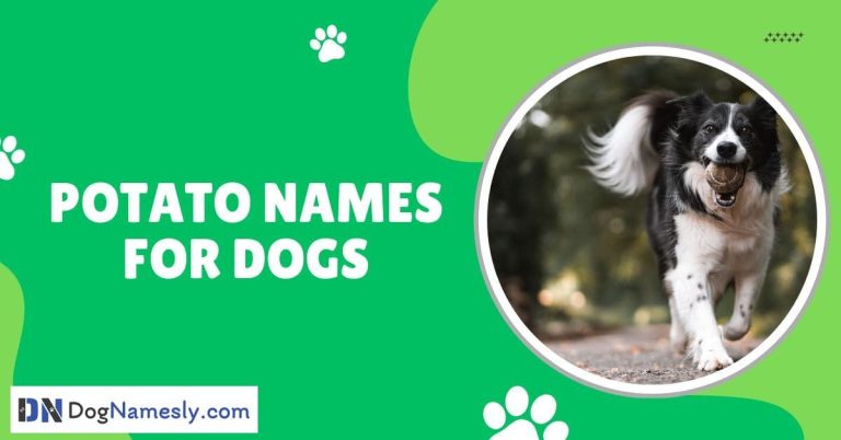 Read more about the article Potato Names For Dogs