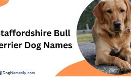 Staffordshire Bull Terrier Dog Names