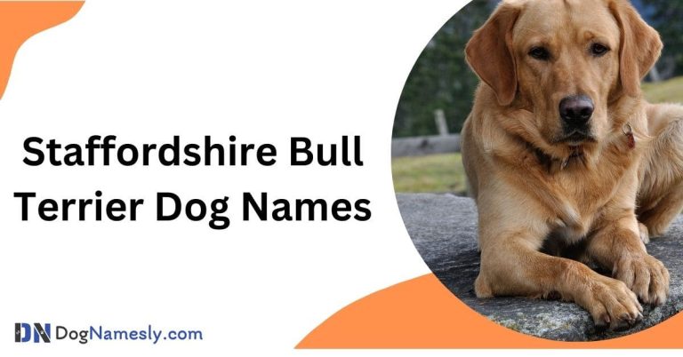 Read more about the article Staffordshire Bull Terrier Dog Names