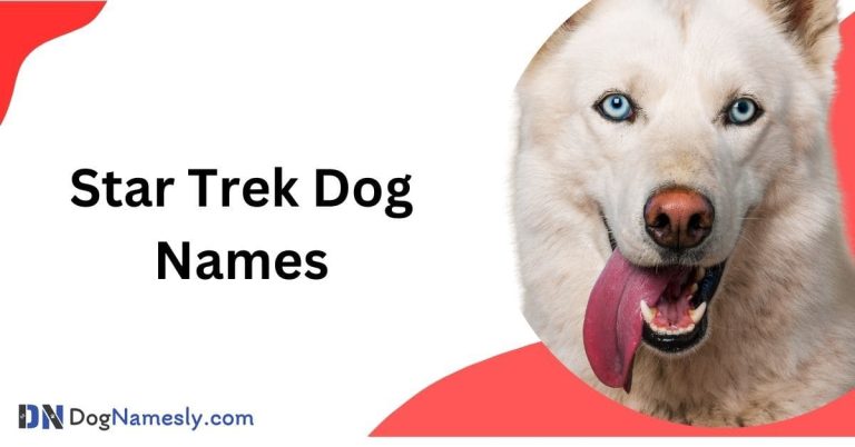 Read more about the article Star Trek Dog Names