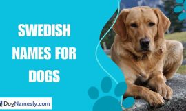 Swedish Names For Dogs