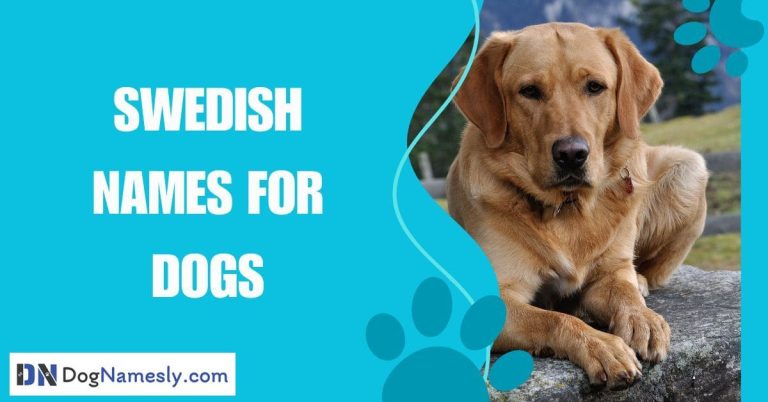 Read more about the article Swedish Names For Dogs